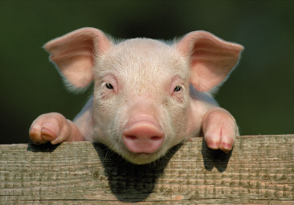 Close-up of a pig